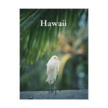 Cartão-postal White Heron Hawaii