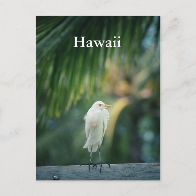 Cartão Postal Cartão-postal White Heron Hawaii (Frente)