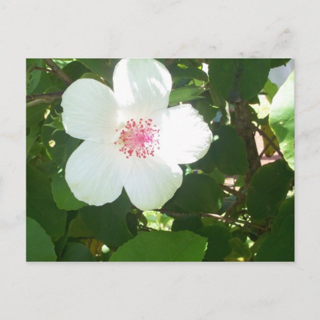 Cartão Postal Cartão-postal White Hibiscus (Frente)