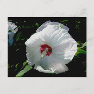 Cartão Postal Cartão-postal White Hibiscus
