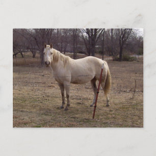 Cartão Postal Cartão-postal White Horse