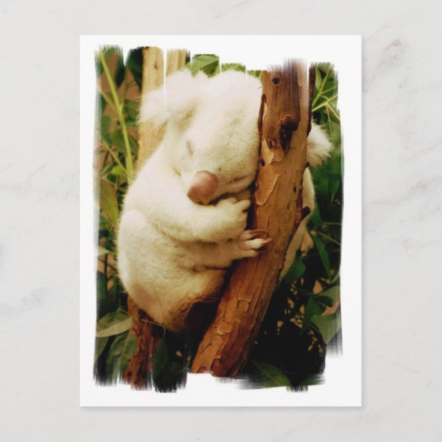 Cartão Postal Cartão-postal White Koala Bear (Frente)