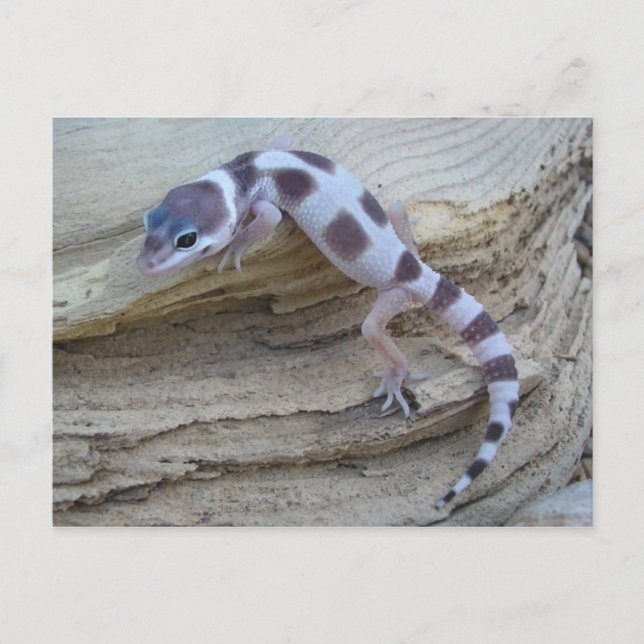 Cartão Postal Cartão-postal White Leopardo Gecko (Frente)