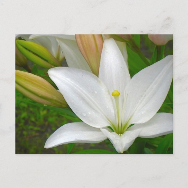 Cartão Postal Cartão-postal White Lily (Frente)