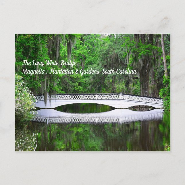 Cartão Postal Cartão-postal White Long (Frente)