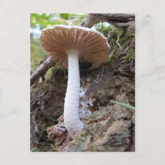 Cartão Postal Cartão-postal White Mushroom