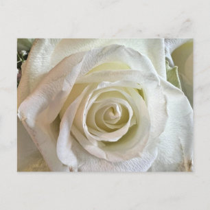 Cartão Postal Cartão-postal White Rose de Pureza