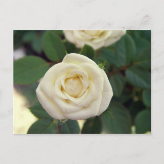 Cartão Postal Cartão-postal White Rose Pequeno