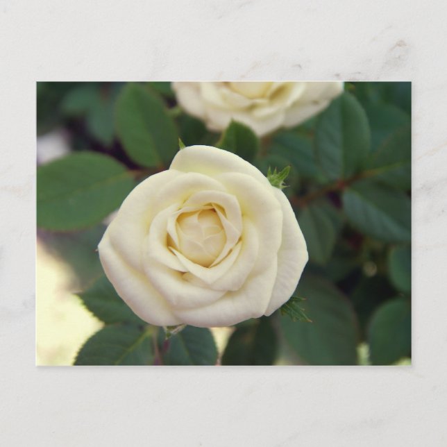 Cartão Postal Cartão-postal White Rose Pequeno (Frente)