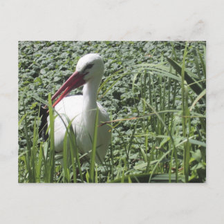 Cartão Postal Cartão-postal White Stork