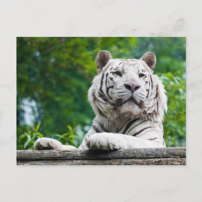 Cartão Postal Cartão-postal White Tiger (Frente)