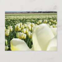 Cartão-postal White Yellow Tulips Field & Tulip DI