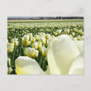Cartão Postal Cartão-postal White Yellow Tulips Field & Tulip DI