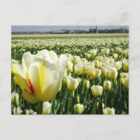 Cartão-postal White Yellow Tulipse Landscape DIY