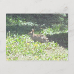 Cartão Postal Cartão-postal Wild Bunny