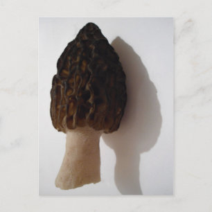 Cartão Postal Cartão-postal Wild Morel Mushroom