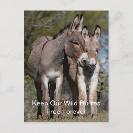 Cartão Postal Cartão-postal Wild Mustangs para Sempre