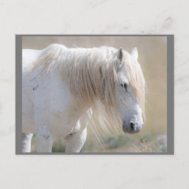 Cartão Postal Cartão-postal Wild Mustangs para Sempre