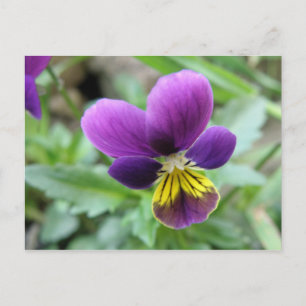Cartão Postal Cartão-postal Wild Pansy