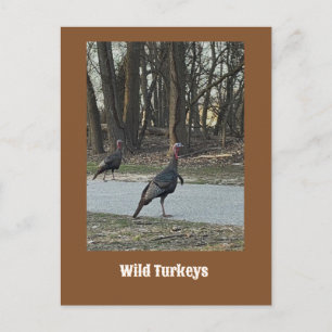 Cartão Postal Cartão-postal Wild Turkeys