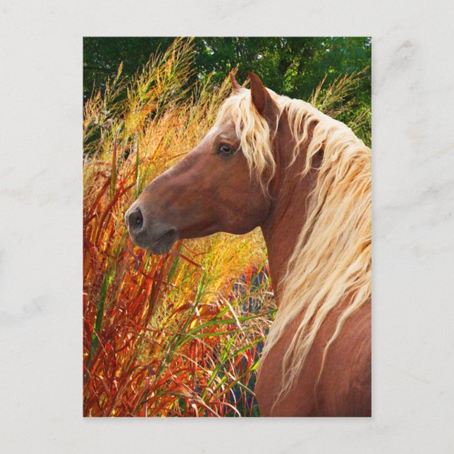 Cartão Postal Cartão-postal "Wildfire" (Frente)