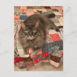 Cartão Postal Cartão-postal "Willow Cat Sitting"
