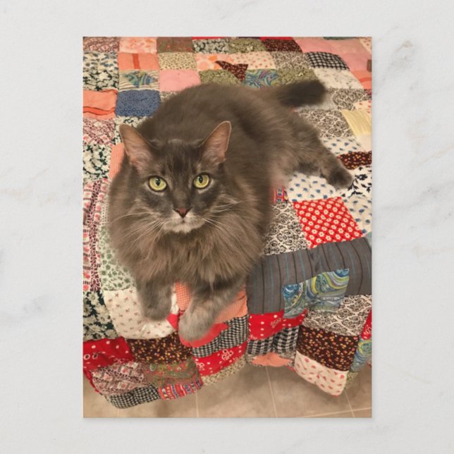 Cartão Postal Cartão-postal "Willow Cat Sitting" (Frente)