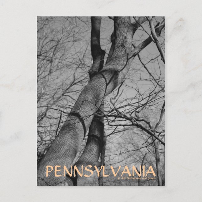 Cartão Postal Cartão-postal Winters Bite on Trees Latido Pensilv (Frente)