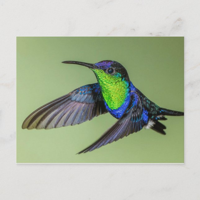 Cartão Postal Cartão-postal Woodnymph Hummingbird (Frente)