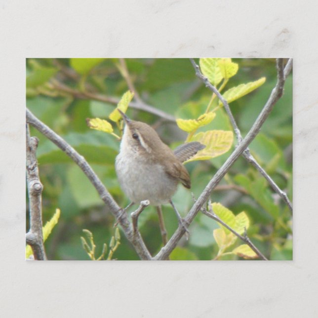 Cartão Postal Cartão-postal Wren de Bewick (Frente)