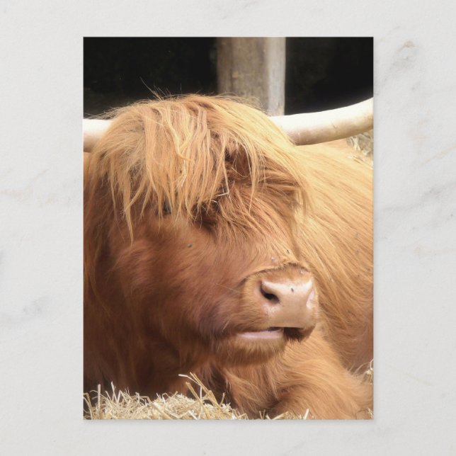 Cartão Postal Cartão-postal Yak (Frente)