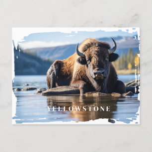 Cartão Postal Cartão-postal Yellowstone Bison
