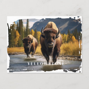 Cartão Postal Cartão-postal Yellowstone Bison