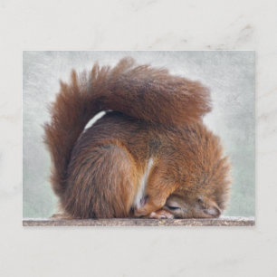 Cartão Postal Cartão-postal Yoga Squirrel