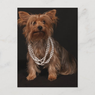 Cartão Postal Cartão-postal Yorkie Pearls