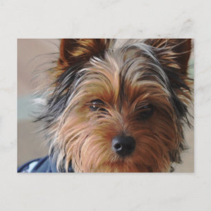 Cartão Postal Cartão-postal Yorkie Terrier