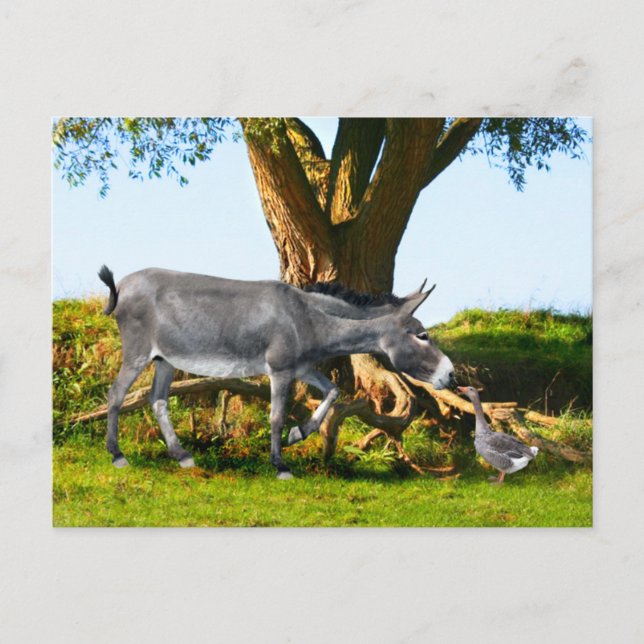 Cartão Postal Cartão-postal "Young Eno & Henri" (Frente)