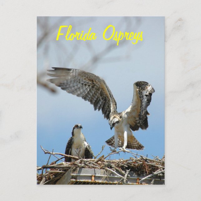 Cartão Postal Cartão-postal Young Florida Ospreys (Frente)