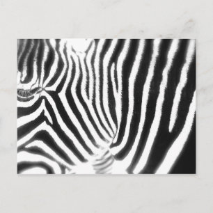 Cartão Postal Cartão-postal Zebra