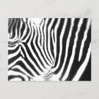 Cartão Postal Cartão-postal Zebra