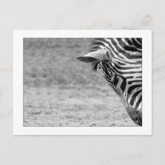 Cartão Postal Cartão-postal Zebra