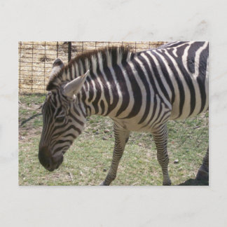 Cartão Postal Cartão-postal Zebra