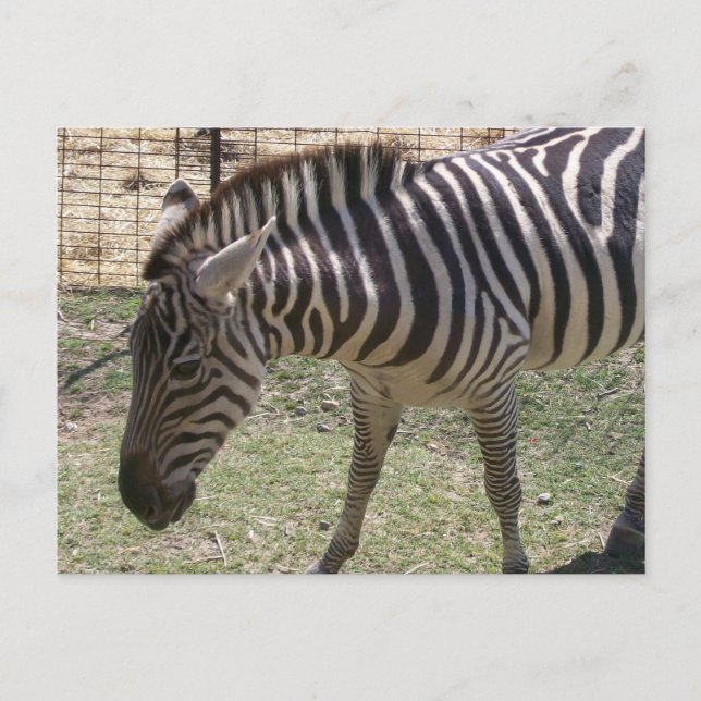 Cartão Postal Cartão-postal Zebra (Frente)