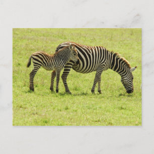 Cartão Postal Cartão-postal Zebra