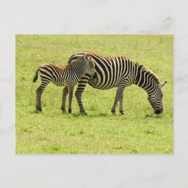 Cartão Postal Cartão-postal Zebra (Frente)