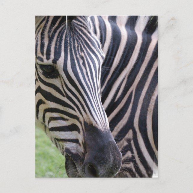 Cartão Postal Cartão-postal Zebra (Frente)