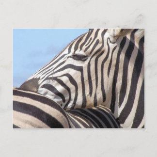 Cartão Postal Cartão-postal Zebra