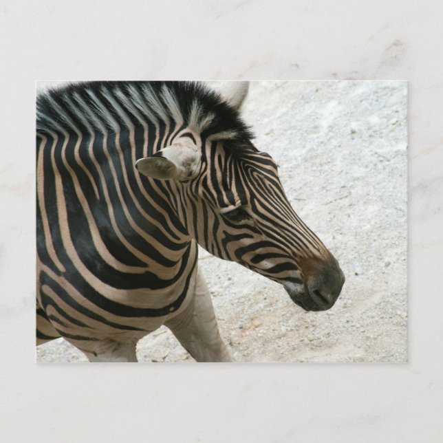 Cartão Postal Cartão-postal Zebra (Frente)