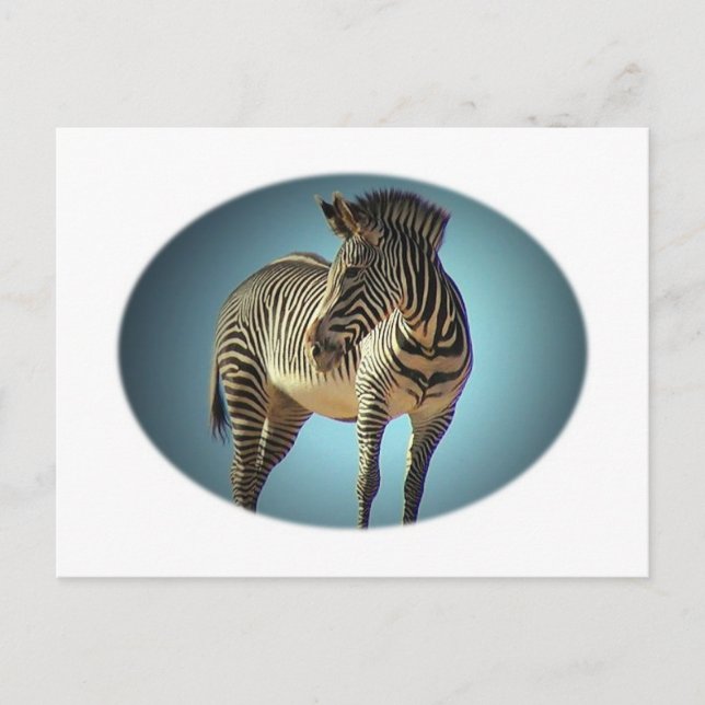 Cartão Postal Cartão-postal Zebra circular (Frente)