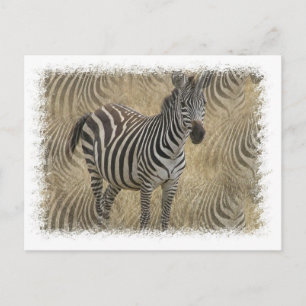 Cartão Postal Cartão-postal Zebra com risca
